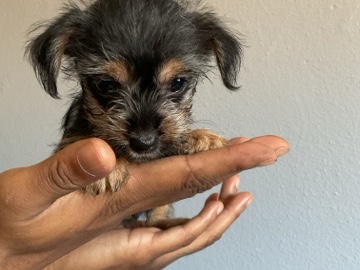 Yorkshire Terrier – Yorkie pups – Hemet