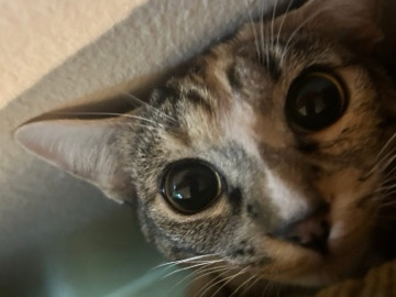 Azula – Anaheim
