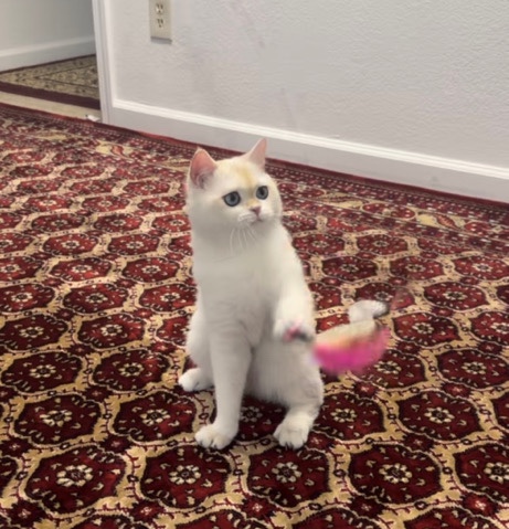 British Shorthair – Adorable cat for sale
