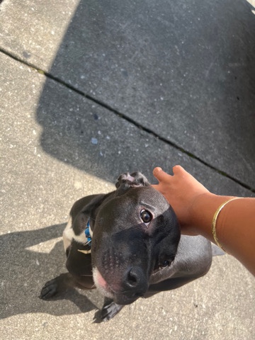 lab/pit mix