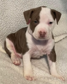 American Pit Bull Terrier – American Pitbull Terrior