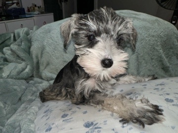 Miniature Schnauzer – mini schnauzer – Bakersfield