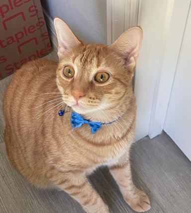 American Bobtail – looking for a loving home for Ernesto