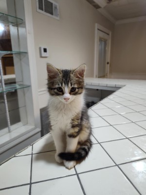 2 Domestic Longhair kittens for FREE! Call VI I IX II VIII VIII IV VII IV VII – Greenville