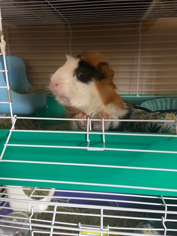 sell/rehome fee 200 for 2 guinea pig with cage