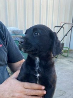 Labrador Retriever – Black Lab puppies