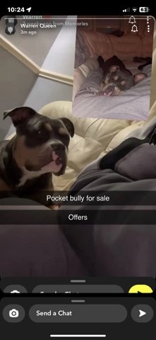 pocket bully 11 months old