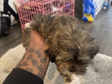 Shih Tzu – Find a new home for Penny – Lithia Springs