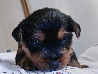 Yorkshire Terrier – he still drinks milk – Chicago