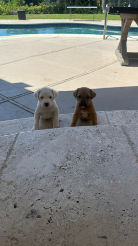 Labrador Retriever – 2 puppies looking for a home