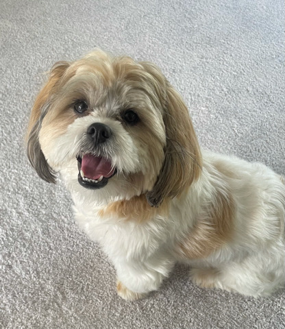 Lhasa Apso – Lhasa apso neutered
