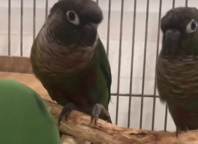 Green-Cheeked Conure – Green cheek Conyers two