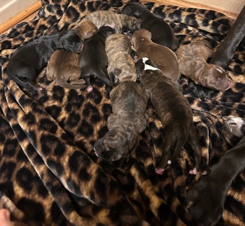 Boxer xl bully puppy