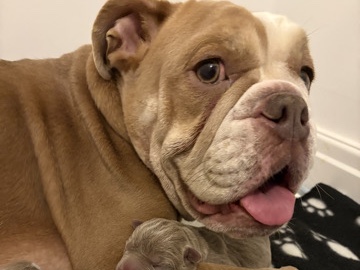 Bulldog – bull pei🥹 – Poulton-Le-Fylde