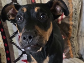 Mixed Breed – Rocco – Newark