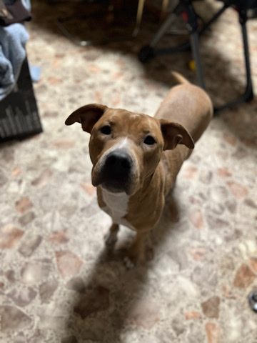 American Pit Bull Terrier – Daisy Mae