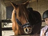 Camargue Horse – Natalia Connemara – Caudebronde