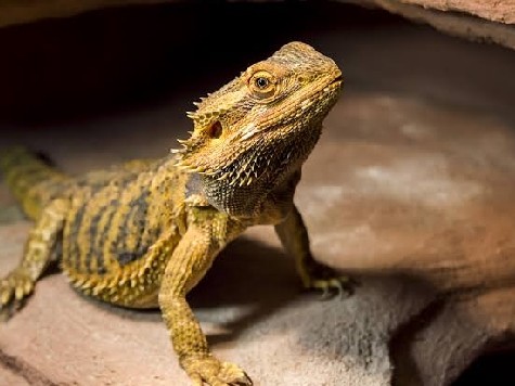 Exotic Reptiles 🦎 – Springdale