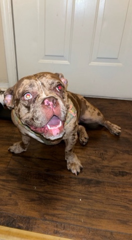 American Pit Bull Terrier – China