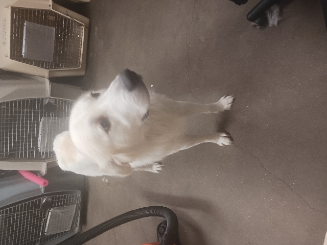 Great Pyrenees – need good home asap