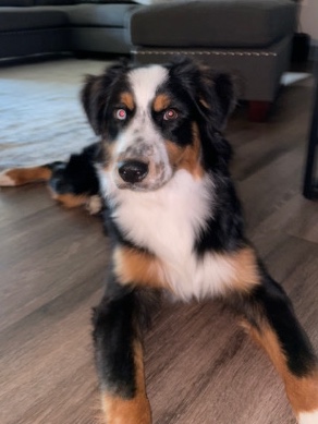 Australian Shepherd – Australian Shepherd