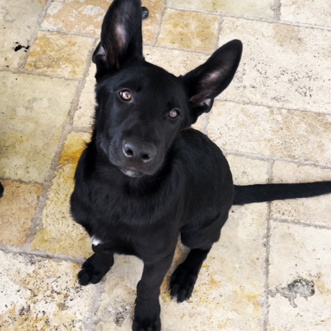 German Shepherd – Puppy German Shepherd