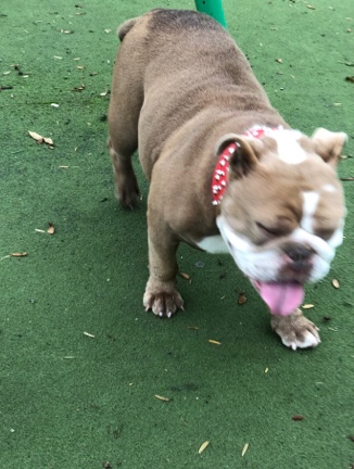 Olde English Bulldogge – bulldog