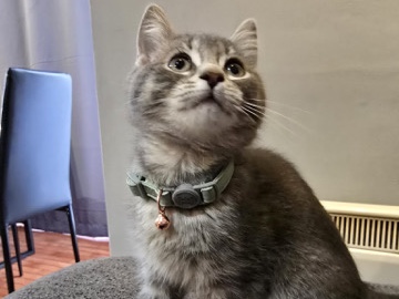 European Shorthair – vente chat (fumelle) – Dorval