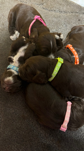 English Cocker Spaniel – beautiful chocolate cockerpoos mixed litter