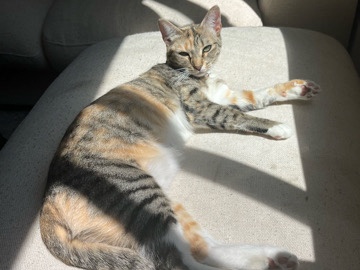 Others - Rehome Beautiful calico girl cat  available for adoption in Martinez