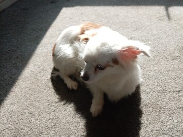 Chihuahua – bitty the chihuahua – Royton