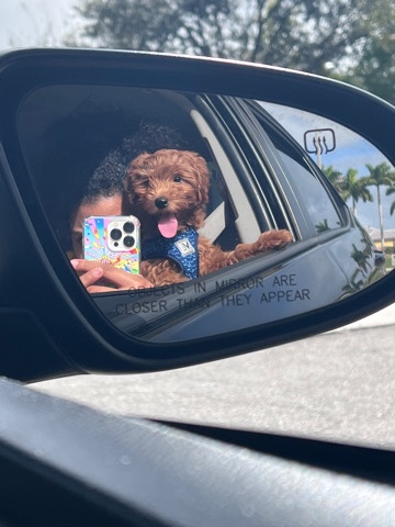 Goldendoodle