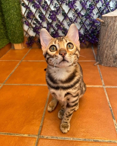 Bengal – For Sale