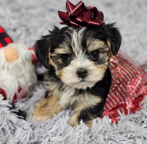 Yorkshire Terrier – teacup Yorkie