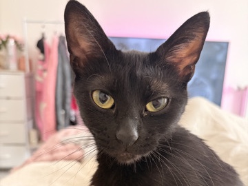 Bombay – Beautiful black Bombay female – Croydon