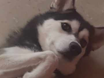 Siberian Husky – full breed Siberian husky – New York