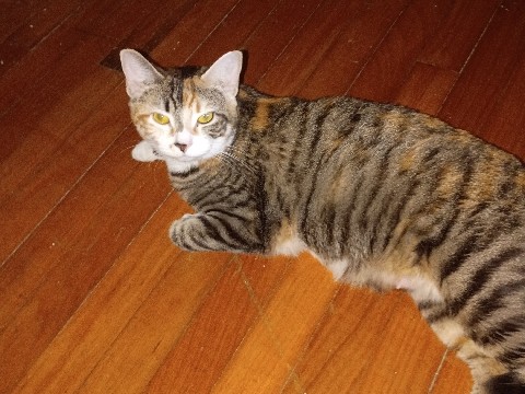 Luna – Palmer