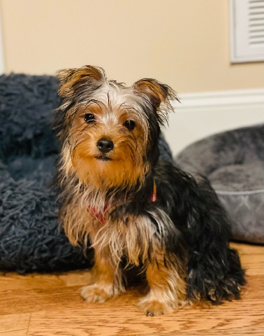 Yorkshire Terrier – Forever Home