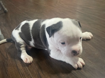 Billy – venta de perro American Bully’s – Plymouth