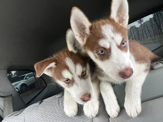 Siberian Husky – Ready for a New home