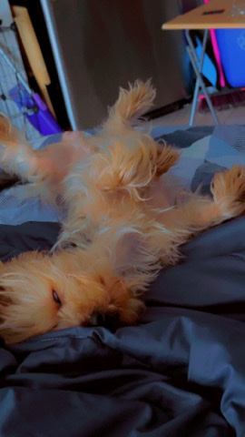 Yorkshire Terrier – male yorkie 1 yr old