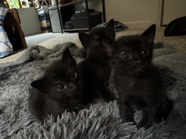 American Shorthair – littler of 5 kittens (3M/2F) – Juliette
