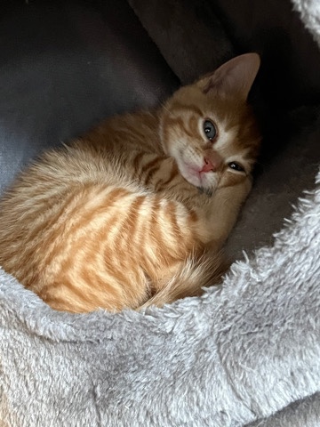 Maine Coon – Kittens looking for good homes