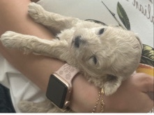 Poodle – toy poodle – Al Ain
