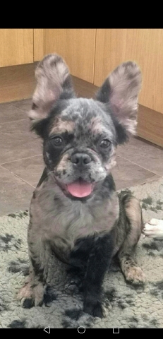 French Bulldog – fluffy Frenchie boy