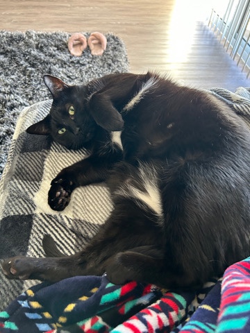 American Shorthair – 5 year old Black Cat named Future!