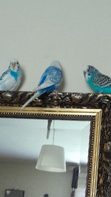 budgies