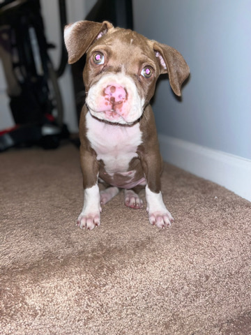 American Pit Bull Terrier – hazel eyed bully for sale