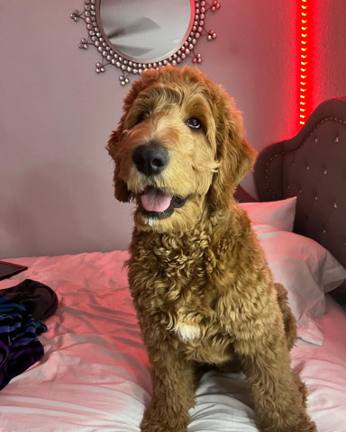 selling a golden doodle