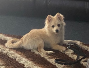 Pomeranian – axel